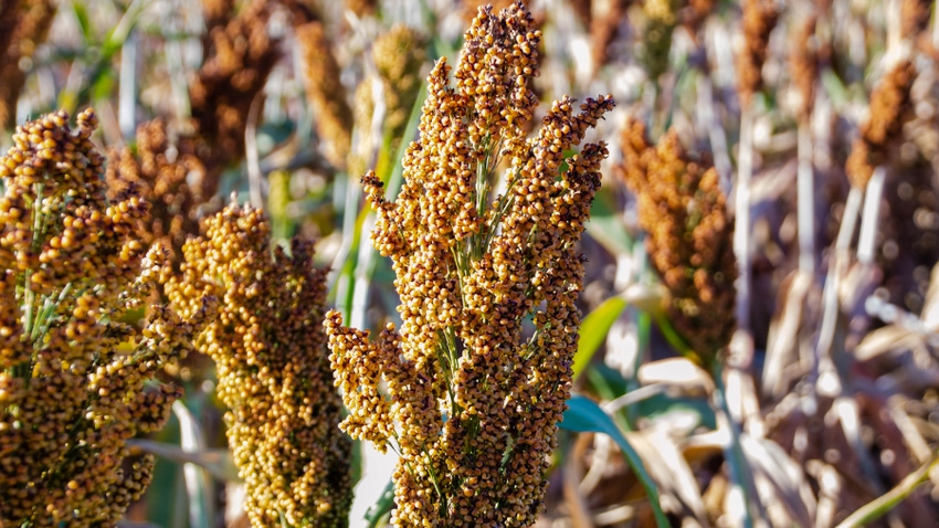 Close-up of sorghum in field