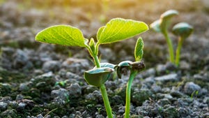 Soybean sapling in early spring