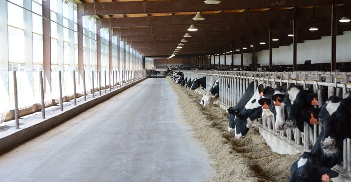 2,000 cows are housed in freestall barns at MoDak Dairy