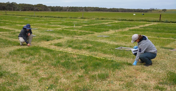 Researchers measure experimental plots and collect data from a field trial to learn about nitrogen loss from different food products. 