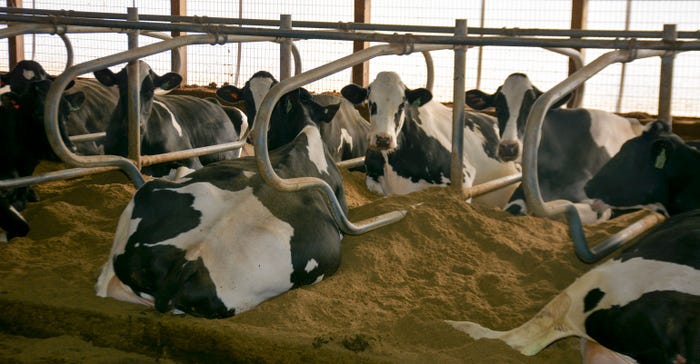 Cows rest in bedded manure