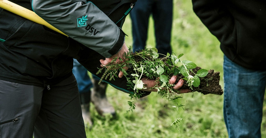 A shovel of soil is inspected during a daily cover crop demonstration A shovel of soil is inspected during a daily cover crop demonstration