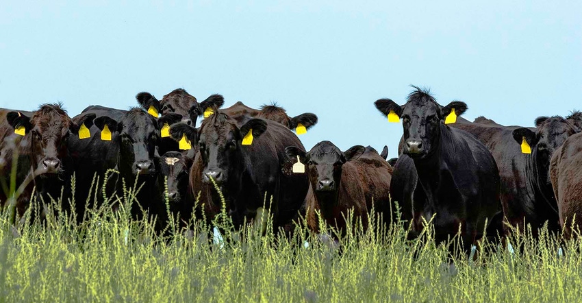 angus cattle in grass pasture