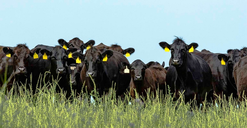 angus cattle in grass pasture angus cattle in grass pasture