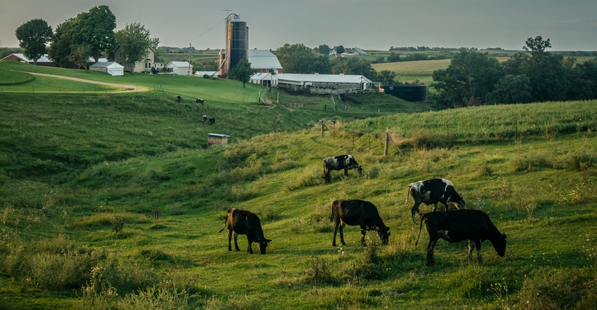 cows grazing in pasture at sunset