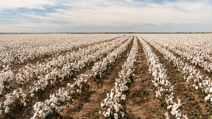 Cotton growers make room for more corn and wheat