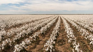 Soil moisture sets the stage for the next cotton  