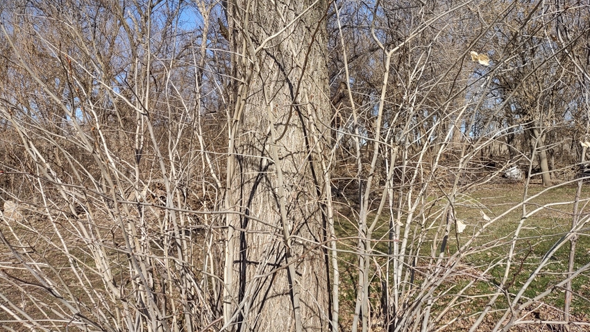 suckers surrounding a tree