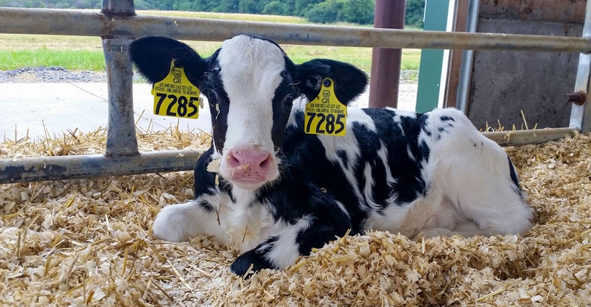 A calf lays in fresh bedding inside a dairy barn