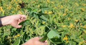 hands holding up soybean plant