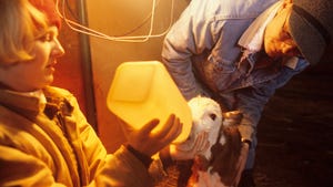 farmers bottle feeding newborn calf