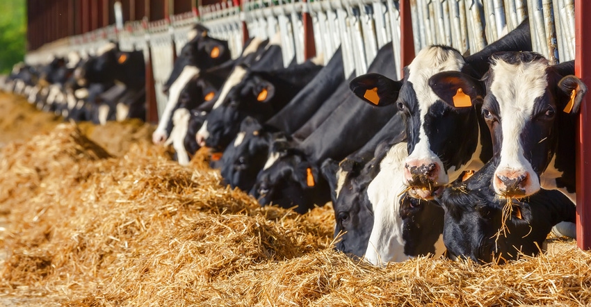 Dairy cattle at feeder