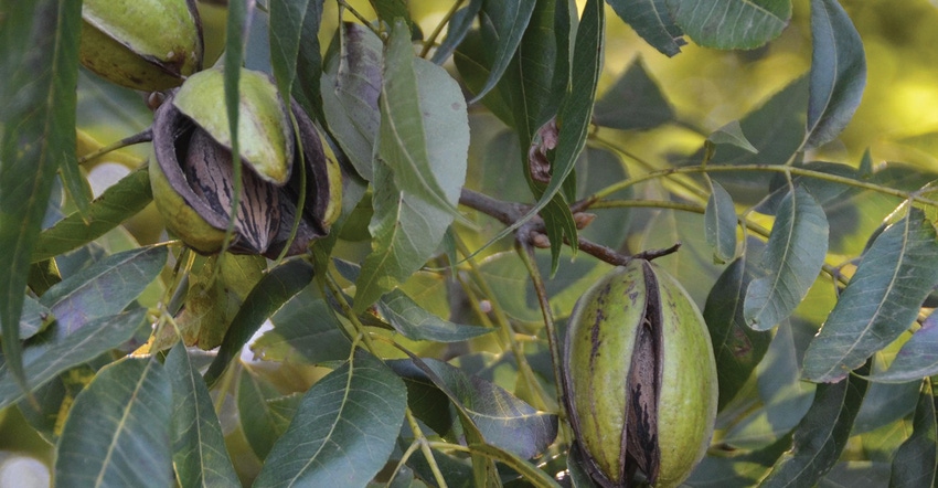 TNFP0421-MSState-pecans.jpg TNFP0421-MSState-pecans.jpg