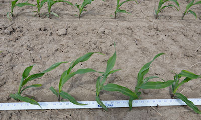 Uneven corn spacing can reduce yield up to 5