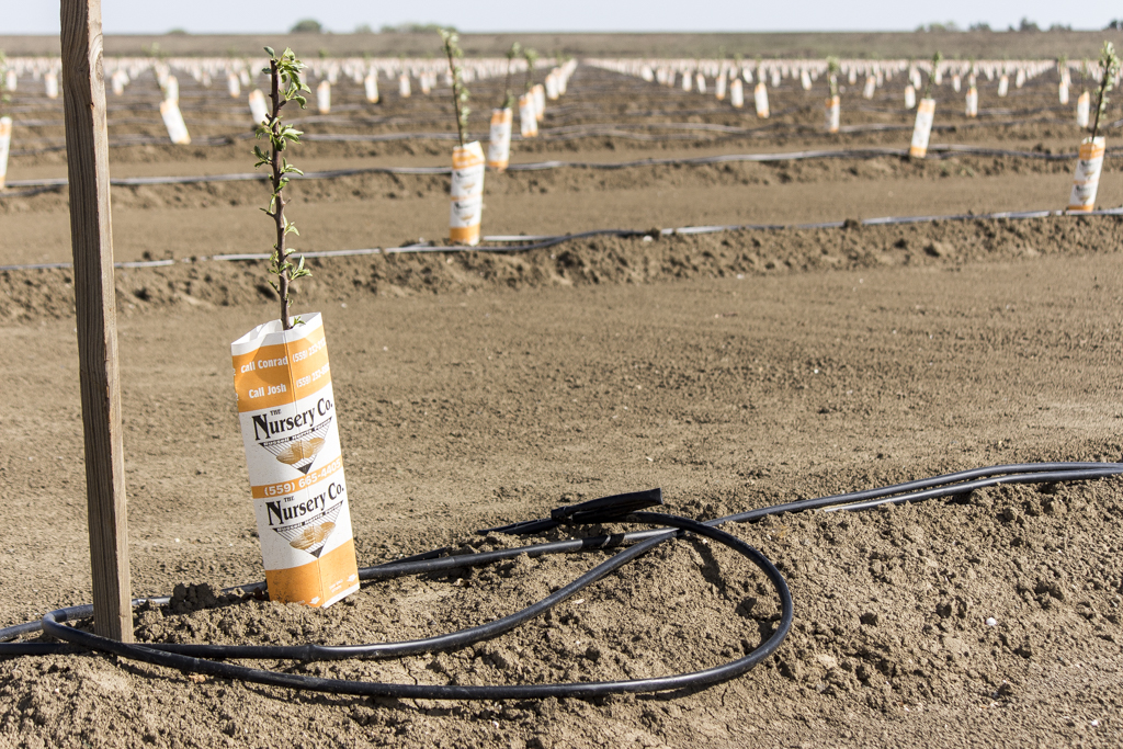 California almonds break one million acre plateau