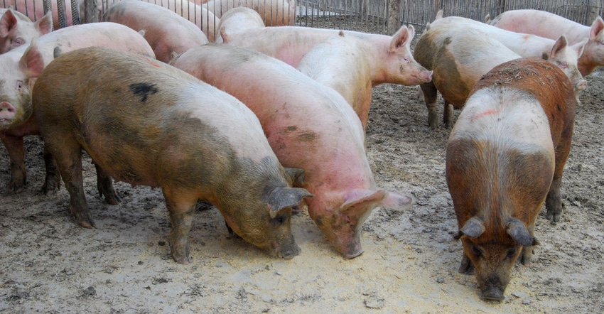 Closeup of hogs eating in their pen