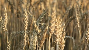 Close-up of wheat in a field