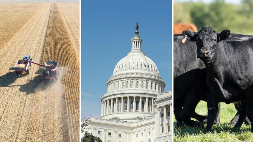 wheat field, capitol building and cattle