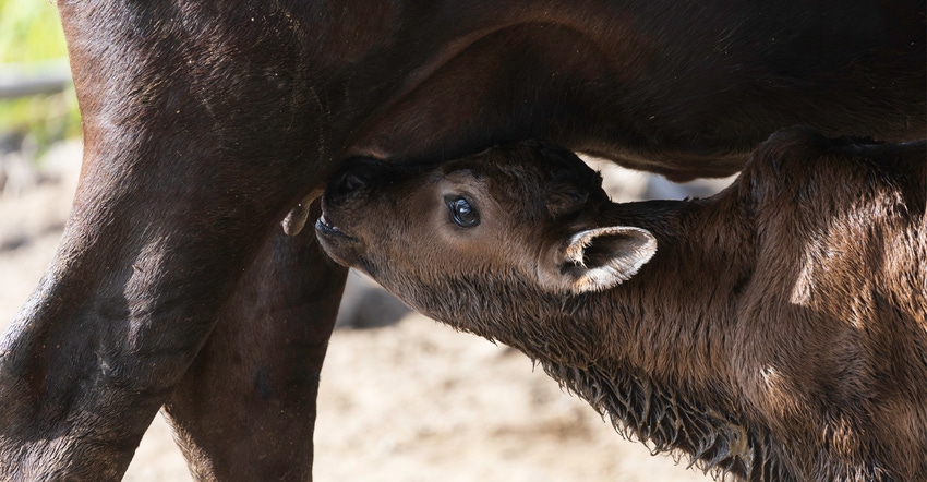 Newborn calf and momma cow