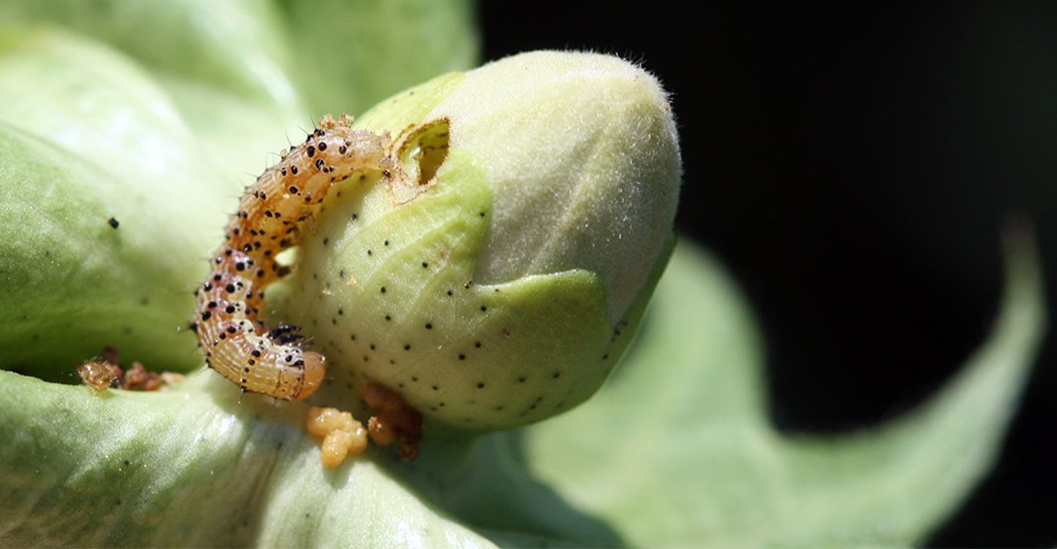 Bollworm store