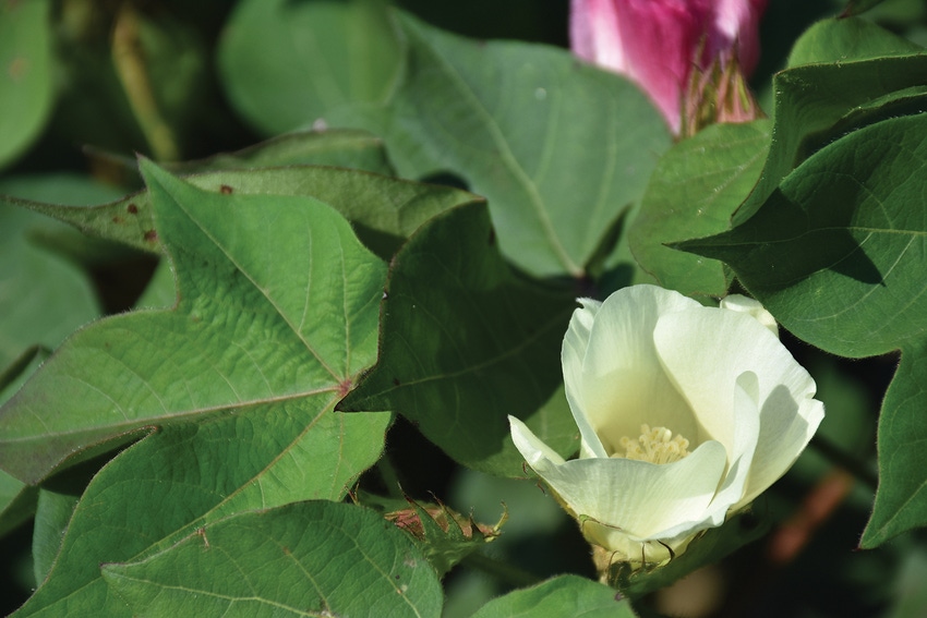 DFP11-cottonbloom-BrentMurphree.JPG DFP11-cottonbloom-BrentMurphree.JPG