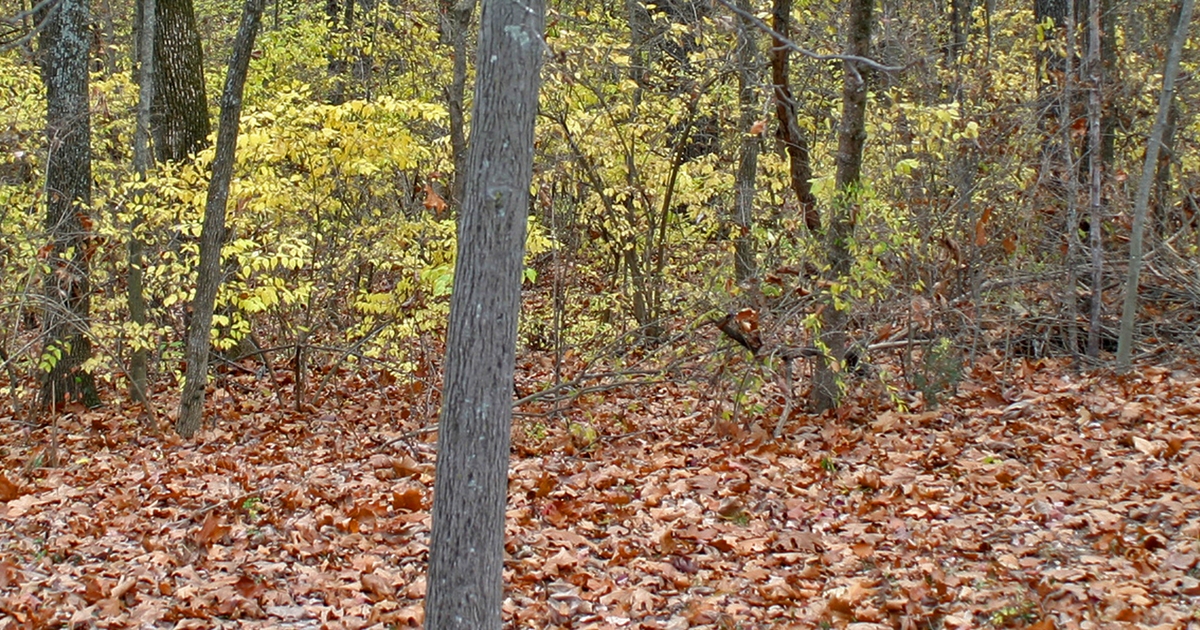 How to remove honeysuckle shrubs