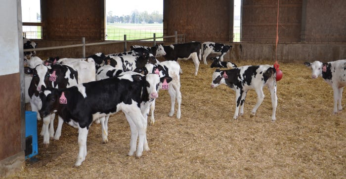 calves on Sommer Farms 