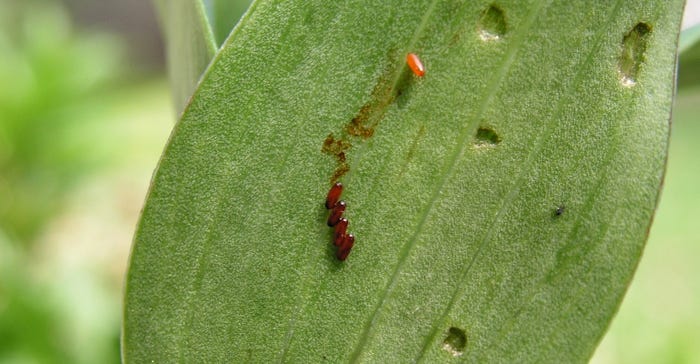 lily leaf beetle eggs on a leaf