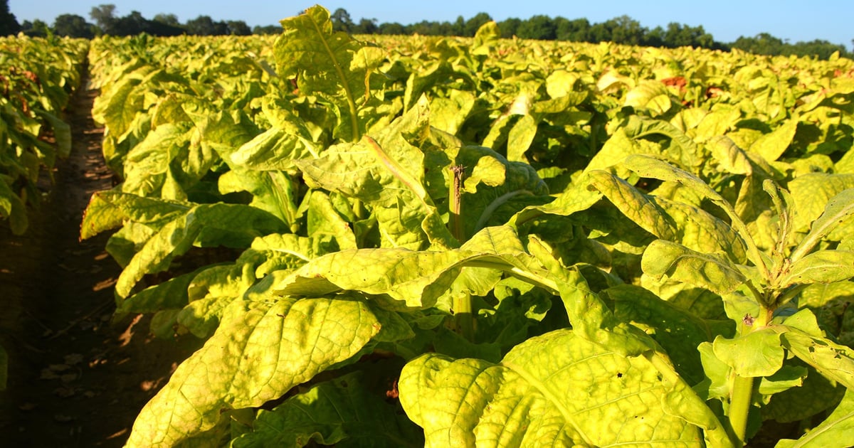 tobacco in the united states Mapping of US tobacco industry: Companies, products, histories, and market  shares