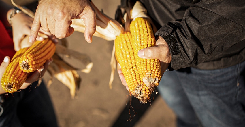 lg-seeds-corn-ears.jpg lg-seeds-corn-ears.jpg