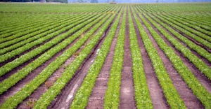 DFP-Laws-Twin-row-soybeans.jpg