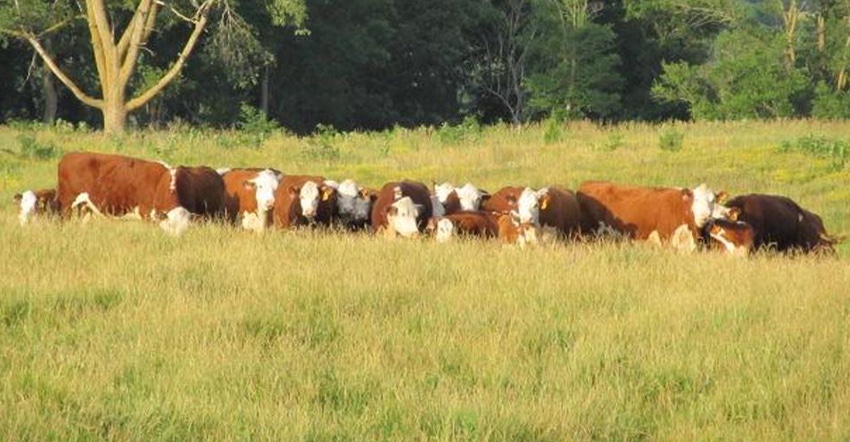 cattle and calves in field