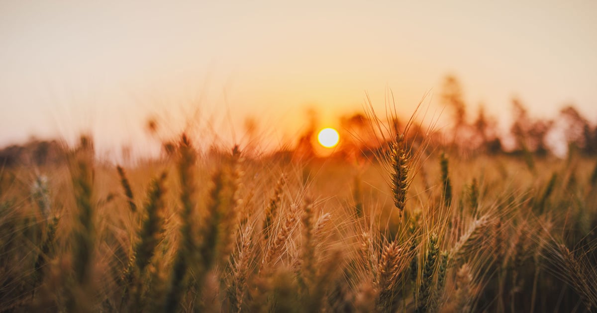 Will U.S. wheat exports see boost from Russia-Ukraine conflict?