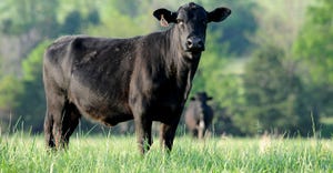 Cattle-Grazing-UARK.jpg
