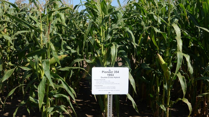 Pioneer 354 hybrid corn sign next to cornfield