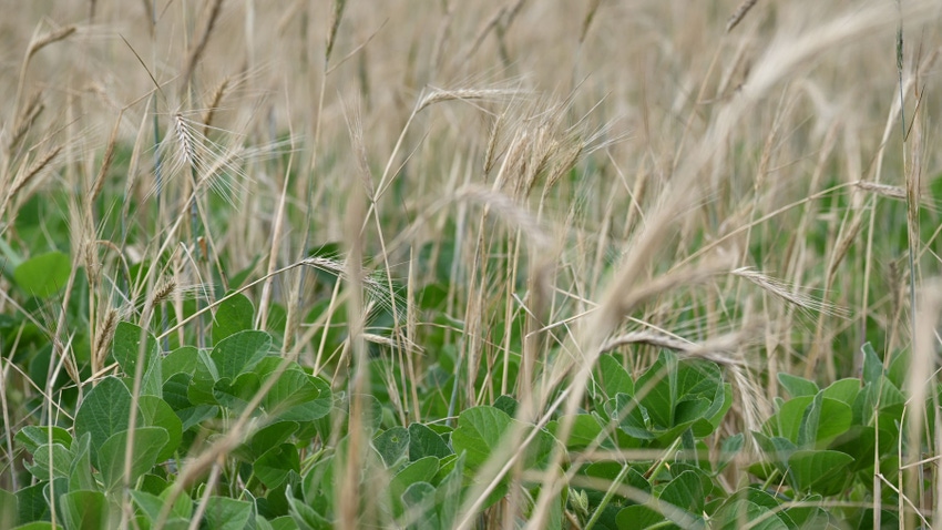 Soybeans emerging through a winter small-grain crop