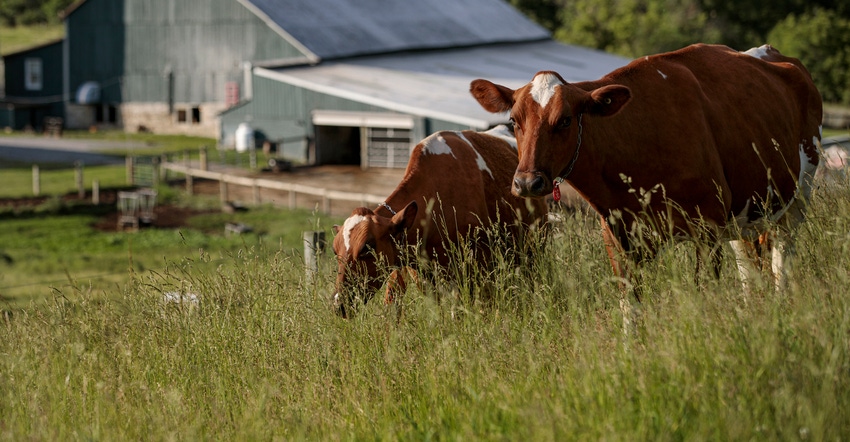 cows grazing in pasture