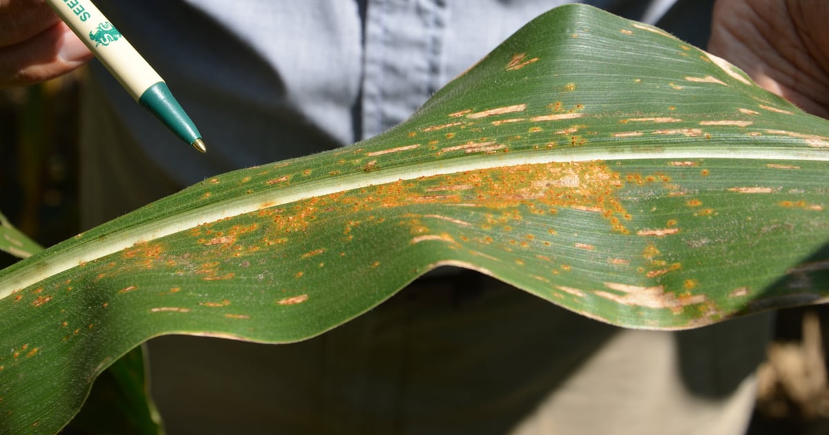 10 facts about corn rust
