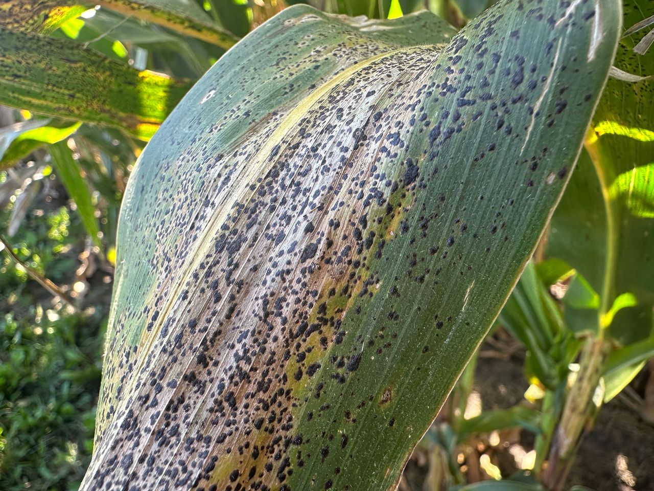 Corn Ruste Corn diseases: How to manage tar spot, southern rust and more