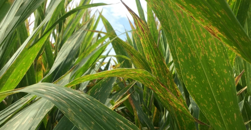 corn leaves showing signs of gray leaf spot