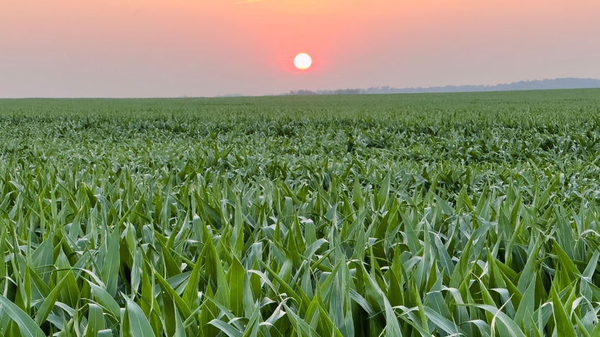 cornfield with sun setting