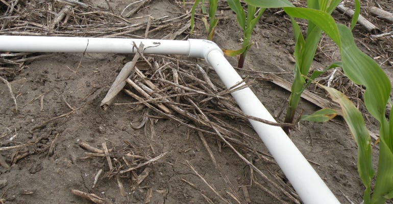PVC frame positioned in a cornfield