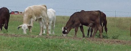 keep_cattle_off_green_grass_1_635004052227480654.jpg