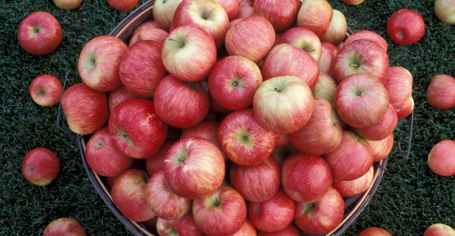 The Real Reason Honeycrisp Apples Are So Expensive 