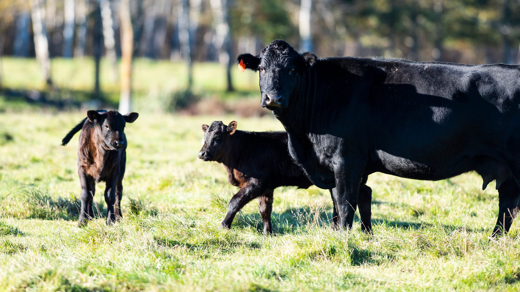 How can livestock producers protect herds from wolves?