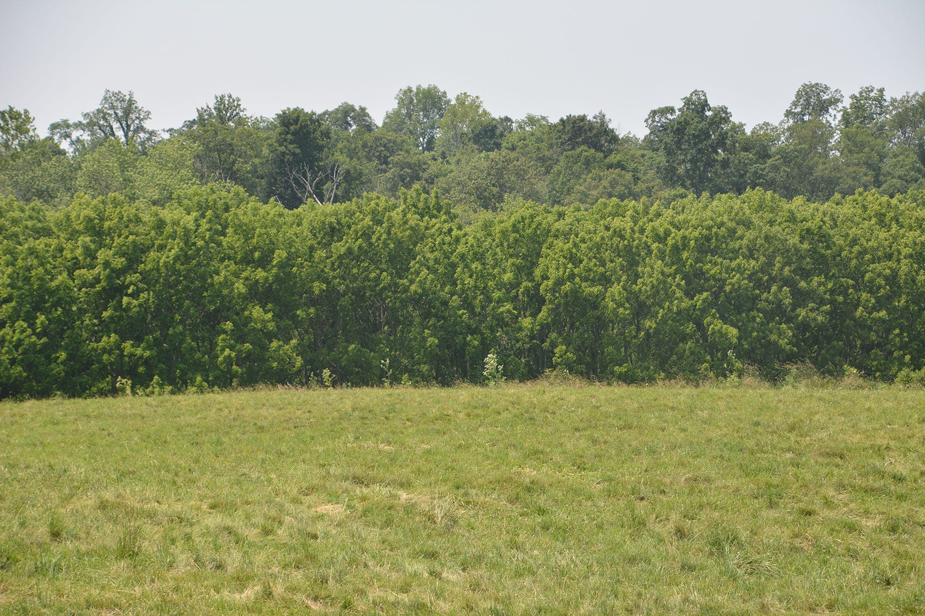 a line of trees with green grass in the foreground