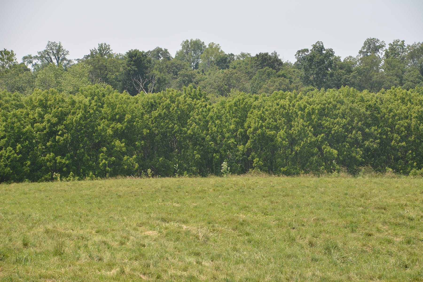 a line of trees with green grass in the foreground a line of trees with green grass in the foreground