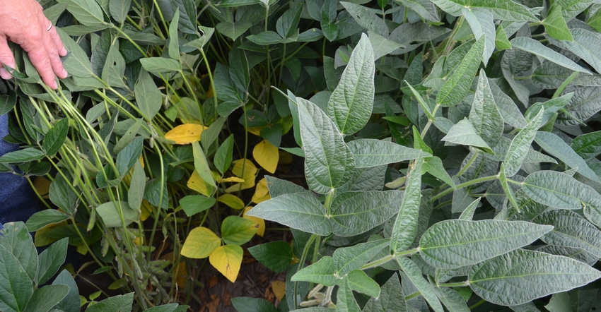 healthy green soybean plants with some yellow leaves due to the shade of the canopy