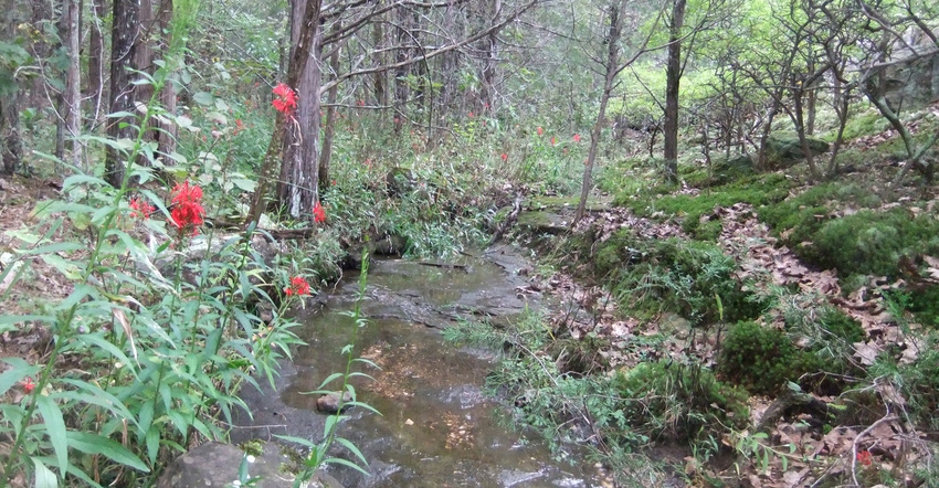 Lobelia cardinalis grow along a creek bank in Missouri Lobelia cardinalis grow along a creek bank in Missouri