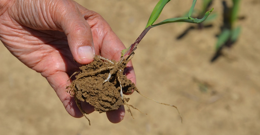 small corn plant with roots exposed